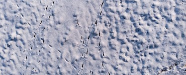 Как читать следы животных на снегу?