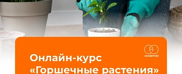 Горшечные растения
