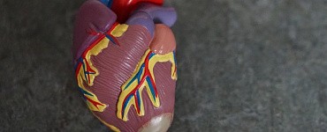 Сердце и кровеносная система