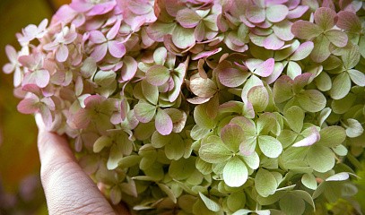 Мини-курс «Как восстановить энергию, нормализовать ЖКТ и избавиться от хронической усталости?»