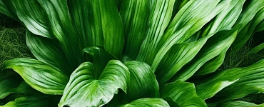 Голод. Вход и выход