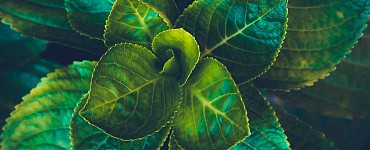 Ведение тепличного хозяйства