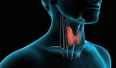 Вебинар «Как без медикаментозных средств нормализовать работу щитовидной железы и компенсировать гипотиреоз»