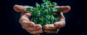 Биологическая безопасность