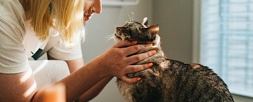 Курс «Ветеринарный врач визуальной диагностики»