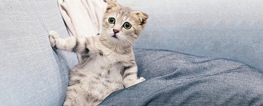 Курс «Зоопсихология»