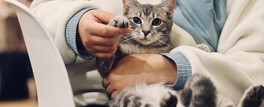 Курс «Ветеринарный врач интенсивной терапии»