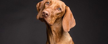 Мини-курс «Приучение к боксу и клетке»