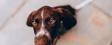 Мини-курс «Еда: нет соревнованиям за упавший кусок»