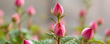 Курс «Меры безопасности при осуществлении работ с пестицидами и агрохимикатами »