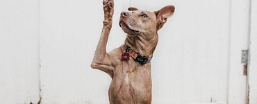 Мини-курс «Базовые команды»