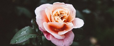 Курс «Знакомство с оздоровительным Цигун»