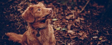 Мини-курс «Контроль внимания»