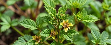 Курс «Действие стимуляторов роста растений на почву, посевной материал»