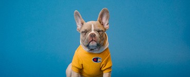 Онлайн-курс «Дрессировка собак»