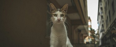 Курс «Ветеринарный фельдшер»