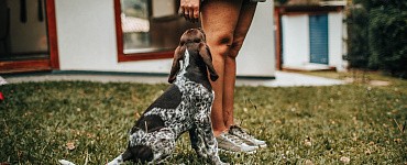 Курс «Триггеры и зооагрессия»