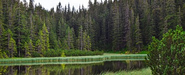Курс «Лесное дело»
