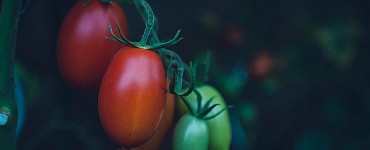 Курс «Агробизнес»