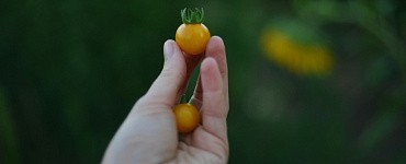 Профессиональная переподготовка «Агроном»