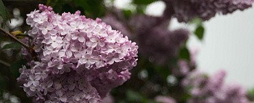 Видеокурс «Сирень»