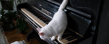 Тренинг «Обучение игре без нот»