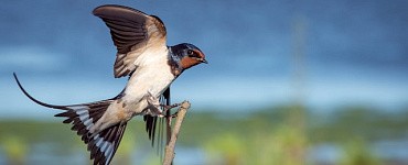 Онлайн-курс «Дизайн вышитых украшений. Базовый уровень»