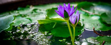 Профессиональная переподготовка «Общая экология»