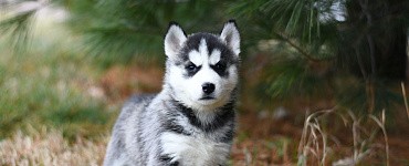 Онлайн-курс «Собака 2.0»