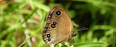 Курс «Педагогическое образование: теория и методика преподавания биологии»